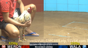 Trận 59 Full video bồ gà cpc 4 ngày 08/12/2025 - Khởi động đầu tuần với kèo xổ 500 cực hot tại c4