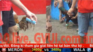 Trận 41 Full video bồ gà tonhon ngày 10/12/2025 - Gà anh Duyên Ty mắt sáng dáng hiền mà đá thì như máy chém