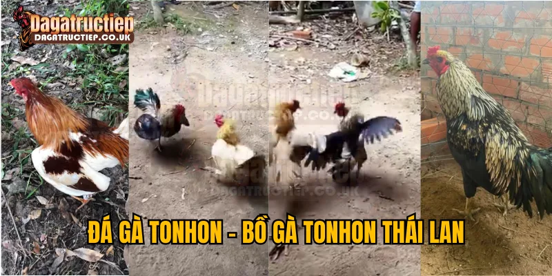 Đá gà Tonhon - Bồ gà Tonhon Thái Lan