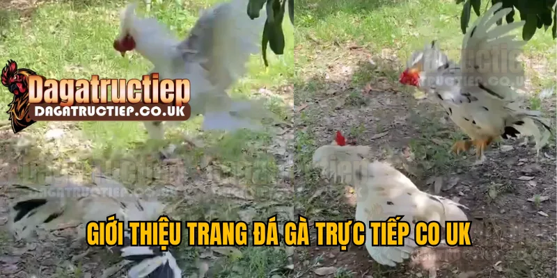 Giới thiệu Trang ĐÁ GÀ TRỰC TIẾP CO UK