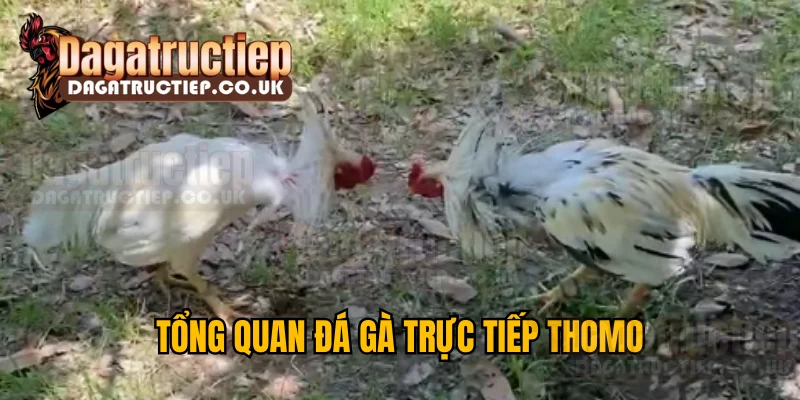 Tổng Quan Đá Gà Trực Tiếp Thomo