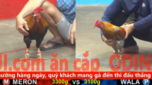 Trận 41 Full video bồ gà tonhon ngày 07/01/2026