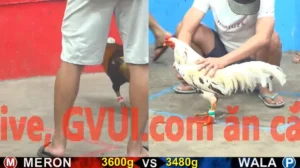 Trận 55 Full video bồ gà tonhon ngày 13/01/2026