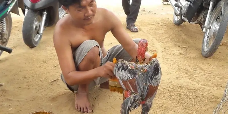Những điều bạn cần lưu ý khi vào thực hiện cách nghệ cho gà chọi
