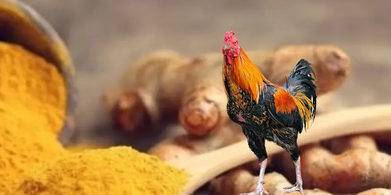 Thực hiện cách vào nghệ cho gà chọi giúp chúng phát huy tiềm năng trong trận đấu