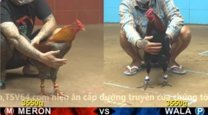 video xem lại bồ gà cpc 4 ngày 13/01/2026