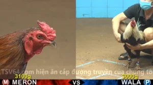 Trận 9 Full video bồ gà cpc 4 ngày 02/02/2026