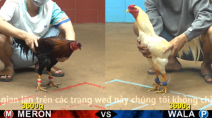 Trận 4 Full video bồ gà cpc 4 ngày 02/03/2026 - Huy Bình Phước vs Bảo Sting đồng sổ 60
