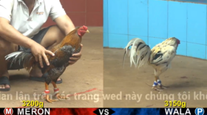 Xem Clip Đá Gà Trực Tiếp CPC4 Thomo 26/03/2026
