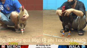 Xem Clip Đá Gà Trực Tiếp CPC4 Thomo 19/04/2026