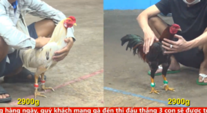 Full clip đá gà trực tiếp CPC5 Thomo ngày 19/04/2026
