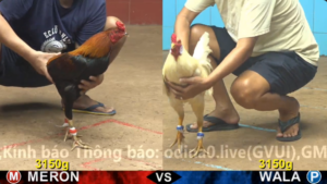 Xem Clip Đá Gà Trực Tiếp CPC4 Thomo 03/04/2026
