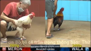 Xem Clip Đá Gà Trực Tiếp CPC4 Thomo 13/04/2026