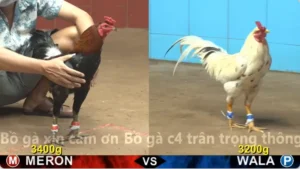 Xem Clip Đá Gà Trực Tiếp CPC4 Thomo 14/04/2026
