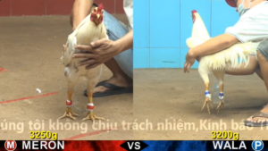 Xem Clip Đá Gà Trực Tiếp CPC4 Thomo 02/04/2026