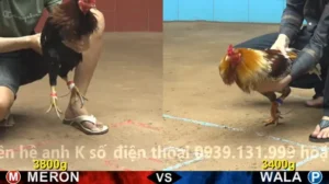 Xem Clip Đá Gà Trực Tiếp CPC4 Thomo 20/04/2026