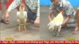 Full clip đá gà trực tiếp CPC5 Thomo ngày 08/04/2026