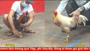 Full clip đá gà trực tiếp CPC5 Thomo ngày 13/04/2026