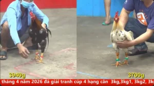 Full clip đá gà trực tiếp CPC5 Thomo ngày 07/04/2026