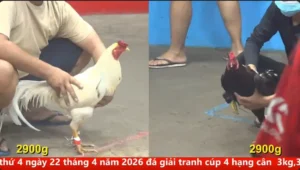 Full clip đá gà trực tiếp CPC5 Thomo ngày 20/04/2026
