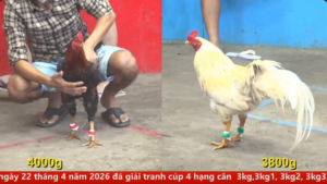 Full clip đá gà trực tiếp CPC5 Thomo ngày 06/04/2026