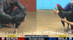 Xem Clip Đá Gà Trực Tiếp CPC4 Thomo 16/04/2026
