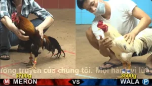 Xem Clip Đá Gà Trực Tiếp CPC4 Thomo 23/04/2026