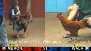 Xem Clip Đá Gà Trực Tiếp CPC4 Thomo 09/04/2026