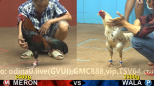 Xem Clip Đá Gà Trực Tiếp CPC4 Thomo 01/04/2026