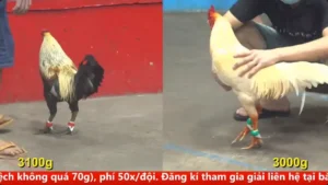 Full clip đá gà trực tiếp CPC5 Thomo ngày 09/04/2026