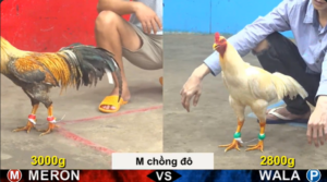 Full clip đá gà trực tiếp CPC5 Thomo ngày 01/04/2026