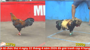 Full clip đá gà trực tiếp CPC5 Thomo ngày 15/04/2026