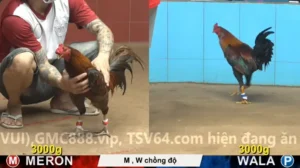 Xem Clip Đá Gà Trực Tiếp CPC4 Thomo 24/04/2026