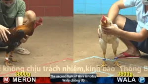 Xem Clip Đá Gà Trực Tiếp CPC4 Thomo 27/04/2026