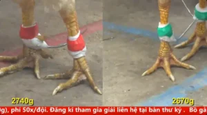 Full clip đá gà trực tiếp CPC5 Thomo ngày 10/04/2026