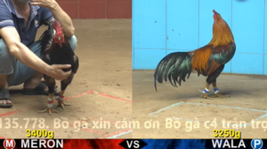 Xem Clip Đá Gà Trực Tiếp CPC4 Thomo 15/04/2026