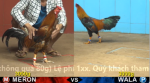 Xem Clip Đá Gà Trực Tiếp CPC4 Thomo 17/04/2026