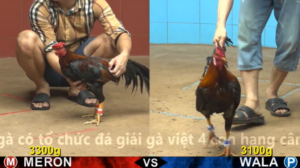 Xem Clip Đá Gà Trực Tiếp CPC4 Thomo 18/04/2026