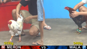 Full clip đá gà trực tiếp CPC5 Thomo ngày 25/04/2026