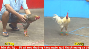 Full clip đá gà trực tiếp CPC5 Thomo ngày 22/04/2026