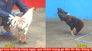 Full clip đá gà trực tiếp CPC5 Thomo ngày 18/04/2026