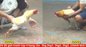 Full clip đá gà trực tiếp CPC5 Thomo ngày 17/04/2026