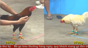 Full clip đá gà trực tiếp CPC5 Thomo ngày 21/04/2026