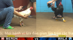 Xem Clip Đá Gà Trực Tiếp CPC4 Thomo 25/04/2026