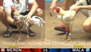 Xem Clip Đá Gà Trực Tiếp CPC4 Thomo 26/04/2026