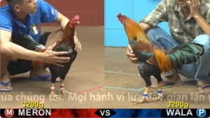 Xem Clip Đá Gà Trực Tiếp CPC4 Thomo 29/04/2026