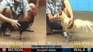 Xem Clip Đá Gà Trực Tiếp CPC4 Thomo 05/05/2026