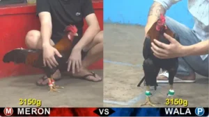 Full clip đá gà trực tiếp CPC5 Thomo ngày 04/05/2026