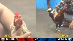 Full clip đá gà trực tiếp CPC5 Thomo ngày 06/05/2026