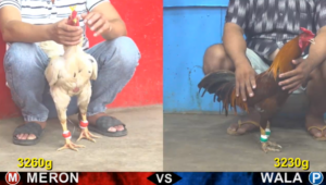 Full clip đá gà trực tiếp CPC5 Thomo ngày 02/05/2026